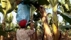 Banana Land: Blood, Bullets and Poison