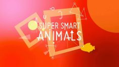 Super Smart Animals