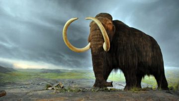 The Mission to Resurrect the Woolly Mammoth